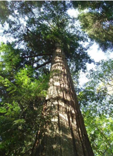 Image of large tree