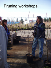 ISA Certified Arborist Mumby's Tree Services provides hands on workshops.
