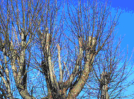 Improper pruning (topping) of trees can be dangerous. Call an ISA Certified Arborist like Mumby's Tree Services.